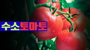 토토 사이트-최신 토토 커뮤니티-온라인 카지노